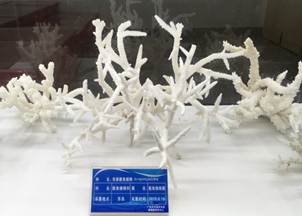 说明:L:\bevictor伟德国际宣传片素材\2016微信公众号推送文件\照片\南海珊瑚礁生物标本馆以及部分科考展品-2.jpg